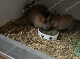 Two babies tort Netherland dwarf