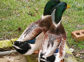 Welsh Harlequin Drakes