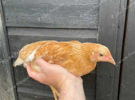 Chickens for sale, off heat chicks