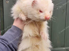 Ferret for sale outlet petsmart