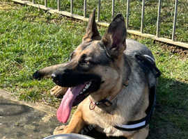 German Shepherd, Female, 21 months old, for sale