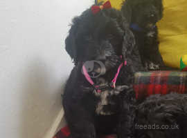 Portuguese Waterdog Poodle Mix Puppies the only ones in scotland