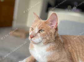 Light ginger cat missing