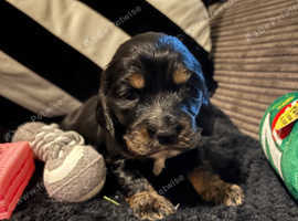 4 Show Coker spaniels puppies