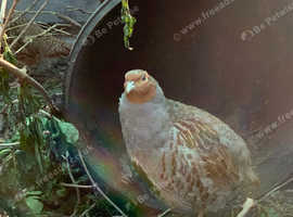 Limited English Grey Partridge eggs available