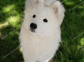 Samoyed puppy
