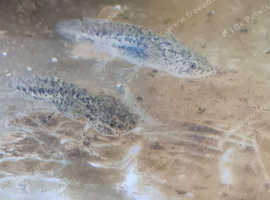 Axolotls