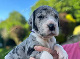 Superb Home bred Health Tested KC Dane pups