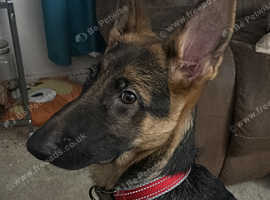 German Shepherd