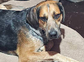 Beagle cross foxhound up for adoption