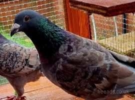 Lost pigeon with green ring on leg
