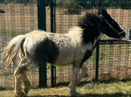 Ted cob/ appaloosa