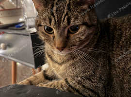Cat looking for a loving home