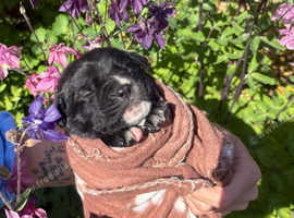 Cane corso and Rottweiler puppies