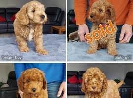 Miniature red Cockapoo puppies - 9 weeks + ready to leave