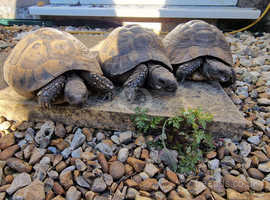 Breeding trio of Hermanns tortoises