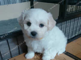 Maltese Puppies