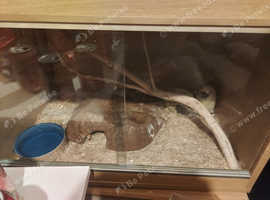 Corn snake
