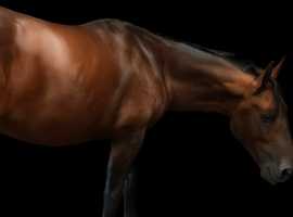 Pure Cleveland stallion only available for stud or competition home