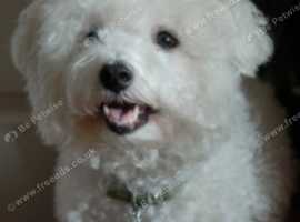 2 beautiful females sisters looking for forever homes