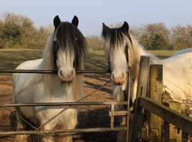 Gypsy Cob gelding 13.3hh