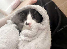 Sweet cuddly cute male kitten