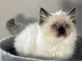 Beautiful Ragdoll Kitten