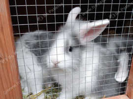 Very cute rabbits mixed breed need new home