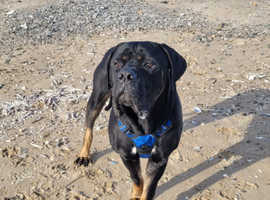 12 Month Male Cane Corso
