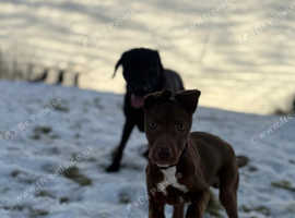 Chocolate lurcher boy