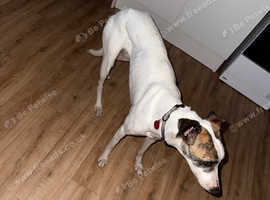 lurcher bitch
