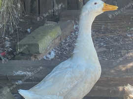 Free 2 Aylesbury drakes 2 years old