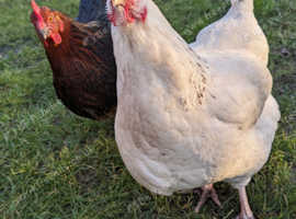 6 hens looking for a home