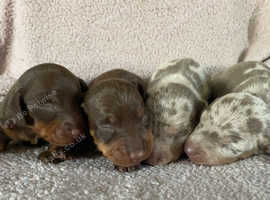Kc reg mini dachshunds