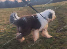 Beautiful Old English Sheepdog