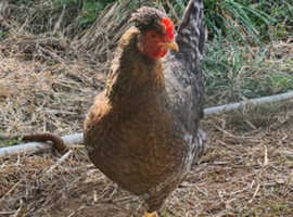 Hatching Eggs