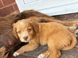 For sale