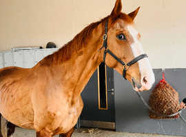 16 hh gelding