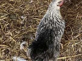3 Silver Sussex for sale