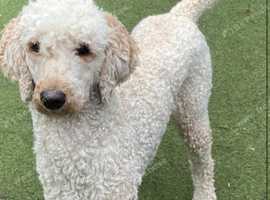 York poodle hot sale