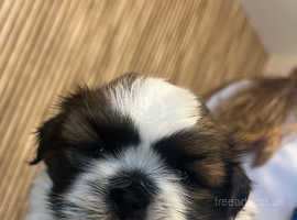 Male shih tzu puppy for sale ready to go 19th may