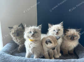 5 male Ragdoll kittens