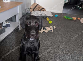 9 month old patterjack