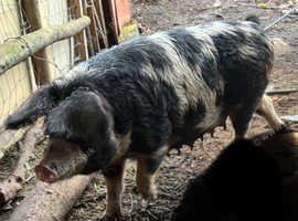 Pig Breeding Sow