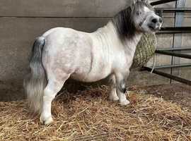 Quality licensed Miniature Shetland Pony stallion. 33" Grey & white