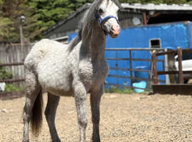 Welsh section a filly