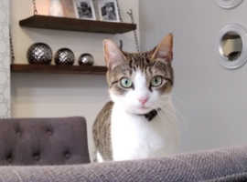 Missing cat