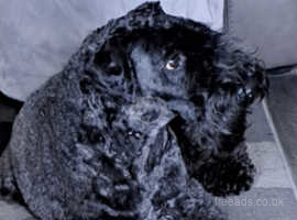 Kerry blue terrier pups for sale.