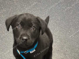 Labrador retrievers