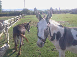 WILKIE GOOD NATURED SKEWBALD JACK DONKEY PASSPORTED AND MICROCHIPPED